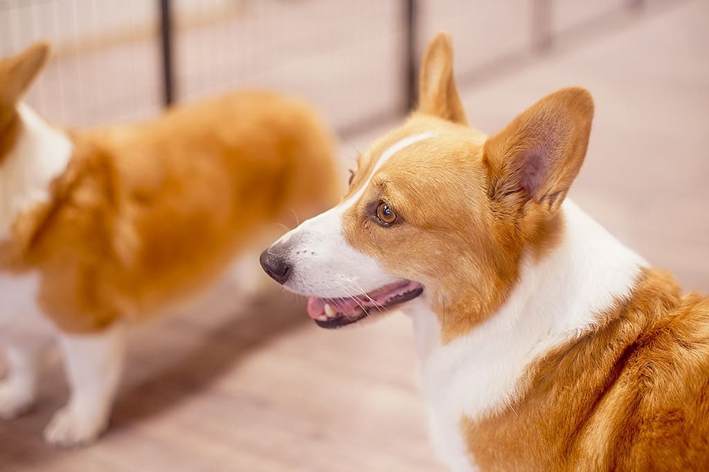 岐阜市の観光の途中で、ペットを預かってほしい！