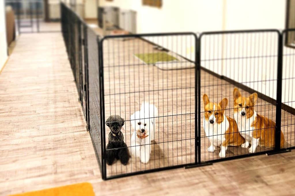 旅行へ行きたいけど、ワンちゃんが心配