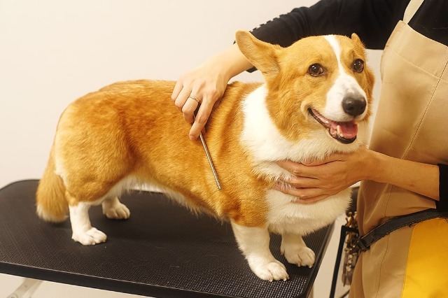 トリミングサロンってカットの他にどんなことをするの？