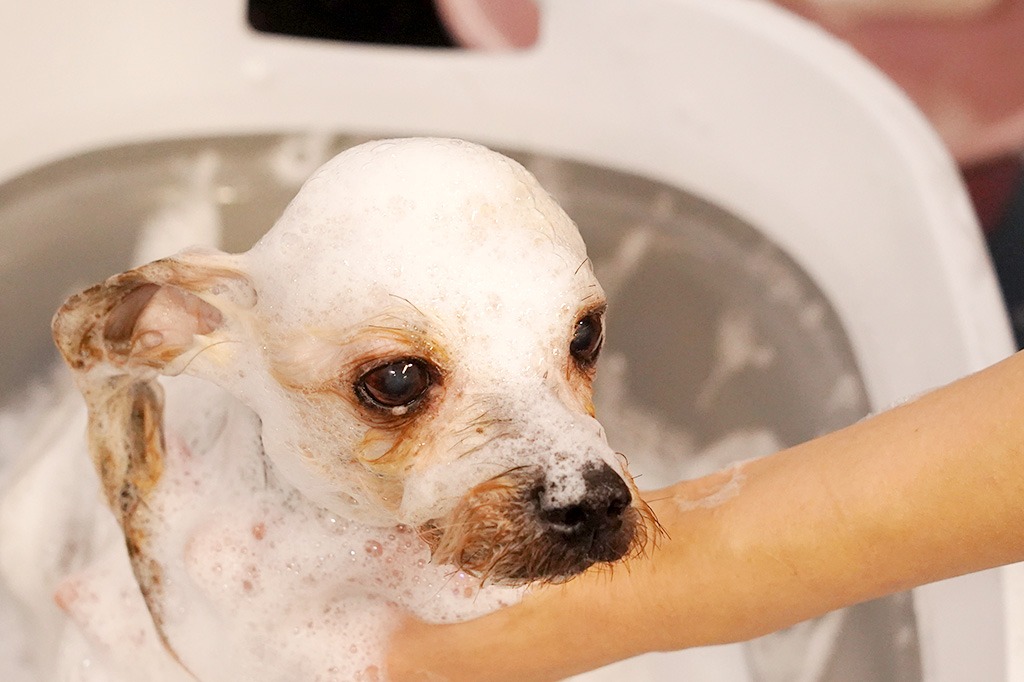 自宅でシャンプーできない犬種のお風呂