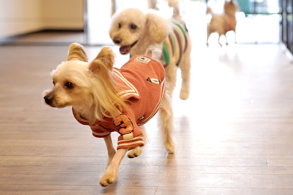 ペットホテルってどんなところ？